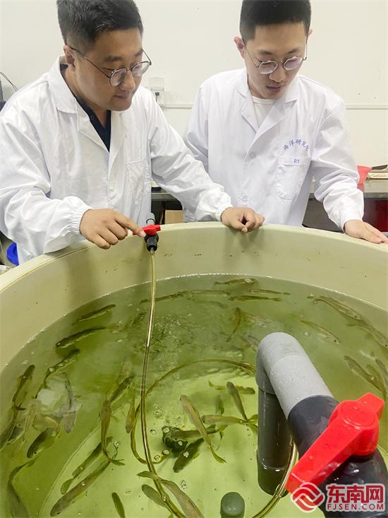 邵建春（左）和学生在实验室观察大黄鱼鱼苗 东南网记者颜财斌 摄.jpg