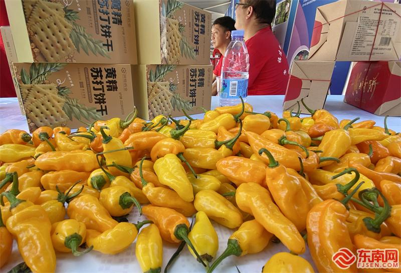 永安蔬菜科技小院展出黄椒 东南网记者郑晓丹 摄.jpg