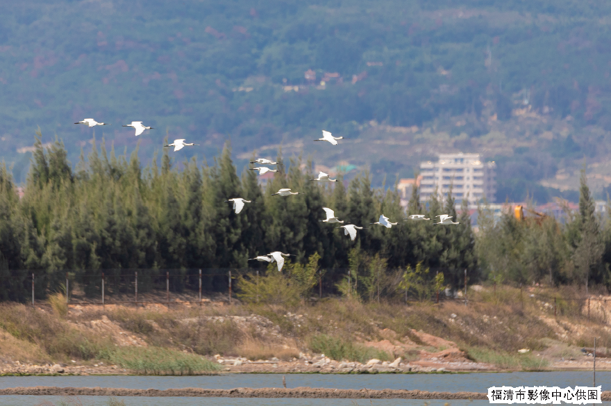 “黑面舞者”飞来福清越冬 “黑面舞者”飞来福清越冬