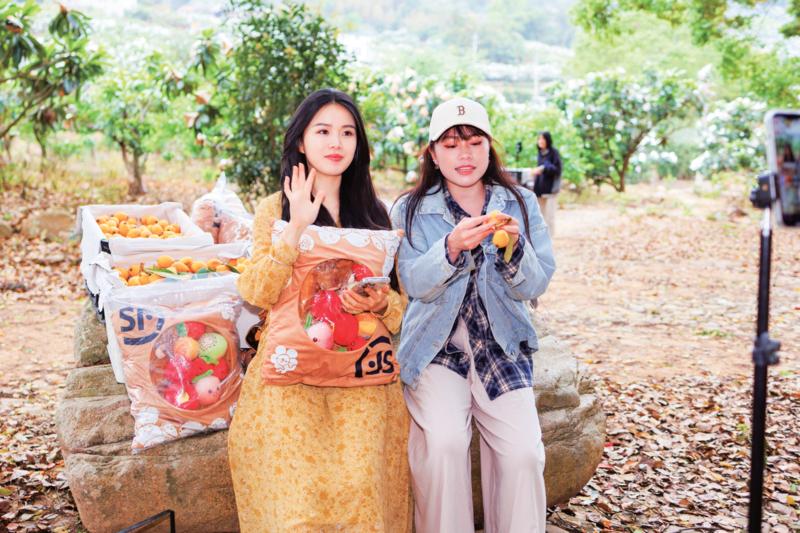 一都万亩生态枇杷园进入采摘销售旺季 一都万亩生态枇杷园进入采摘销售旺季