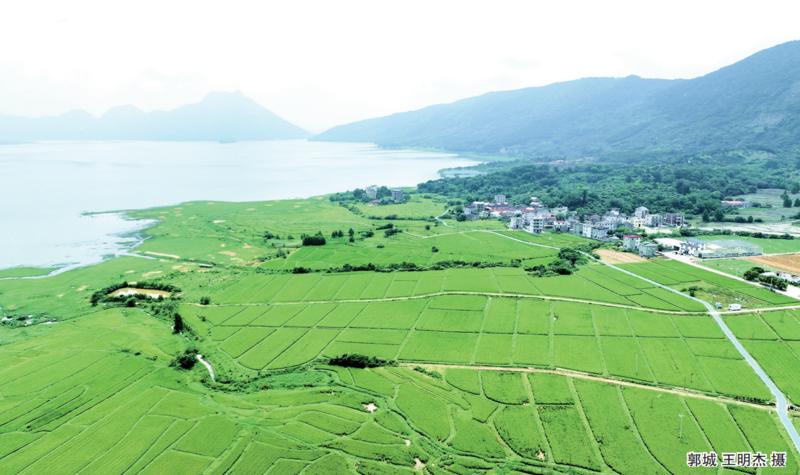 东张水库流转1000多亩库区农田用于绿色种植 东张水库流转1000多亩库区农田用于绿色种植