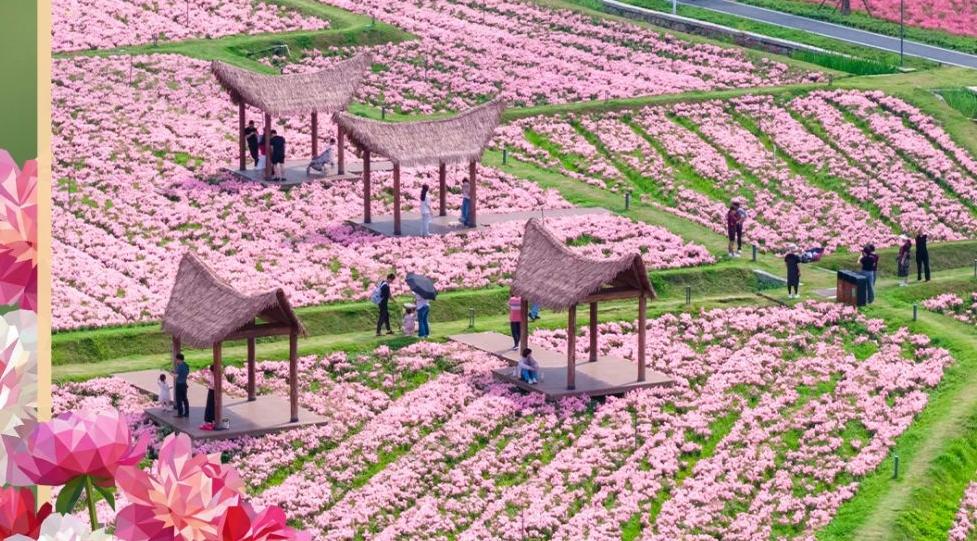 海报丨繁花似锦四月天