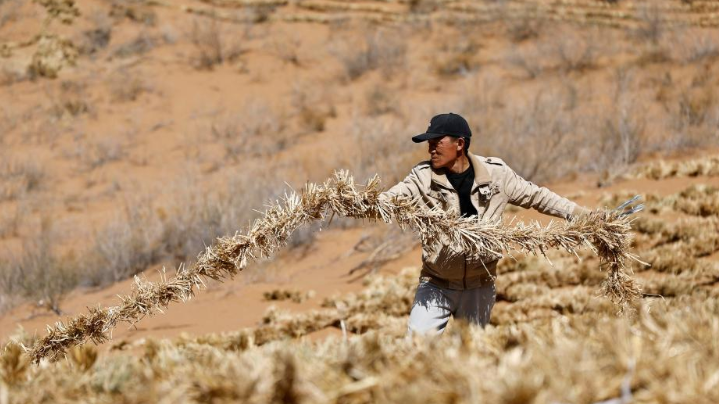 铺设草方格 春季锁沙忙