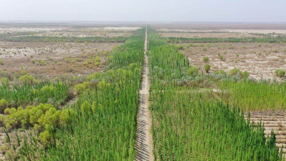 新疆：“乔、灌、药”立体织密绿色屏障 沙产业助力绿富同兴