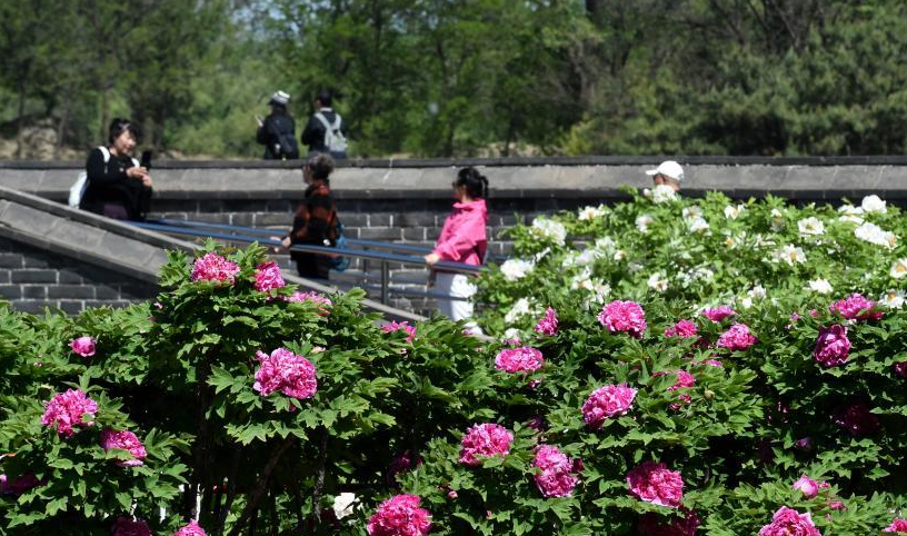 北京圆明园：谷雨赏牡丹