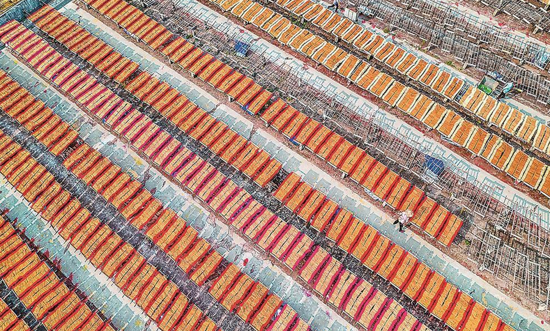 “中国香都”福建永春：晒香忙