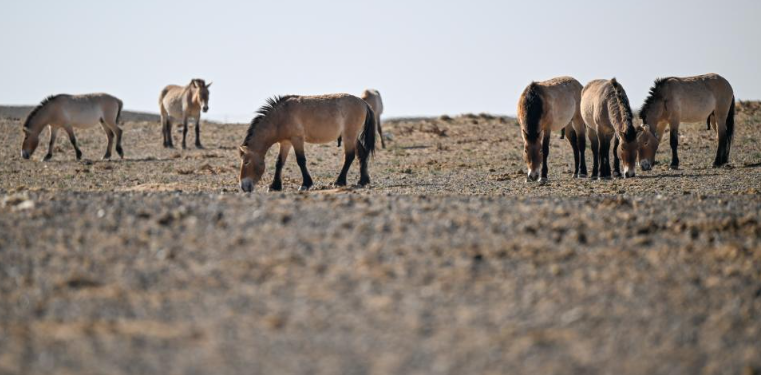 新疆野化放归30匹普氏野马 野外种群再添新成员