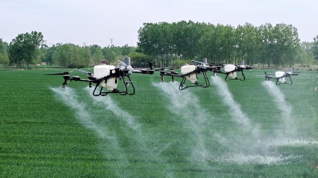 山东青岛：小麦喷防全覆盖 “虫口夺粮”保丰收