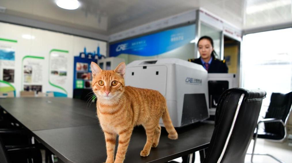 “五一”临近 “高铁快运”助力宠物出行