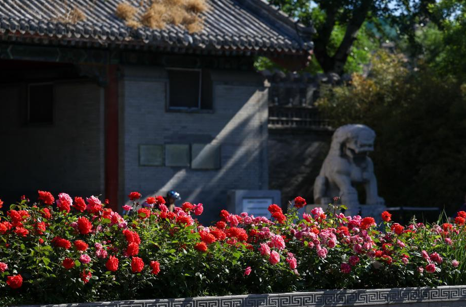 “月季花环”扮靓初夏北京