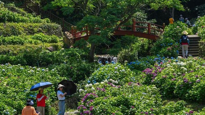 绣球花次第开 福州鼓岭变“莫奈花园”