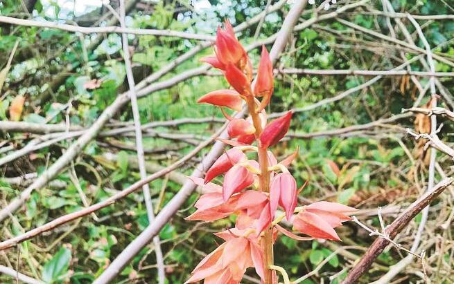 平和发现无叶美冠兰 系国家二级保护珍稀植物