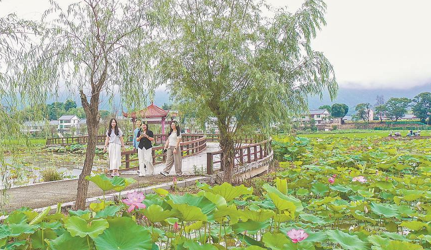 荷花绽放迎客来