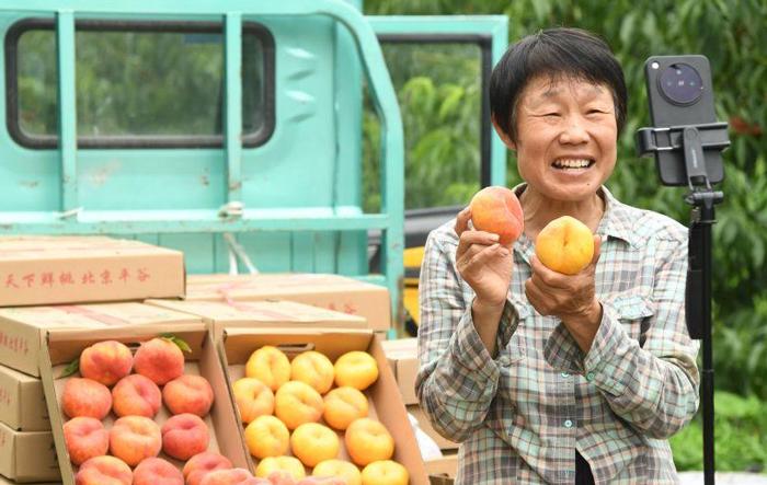 北京平谷：大桃成熟采销忙