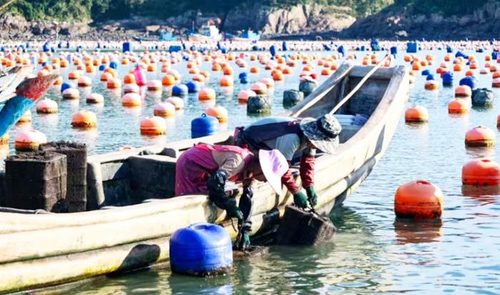 八闽风物正当时 | 夏日的“鲍”款，藏在这片海里