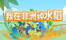 我在非洲种水稻