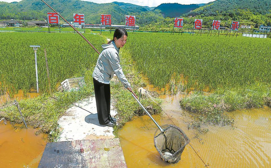 罗源：稻在水中长 鱼在田里游