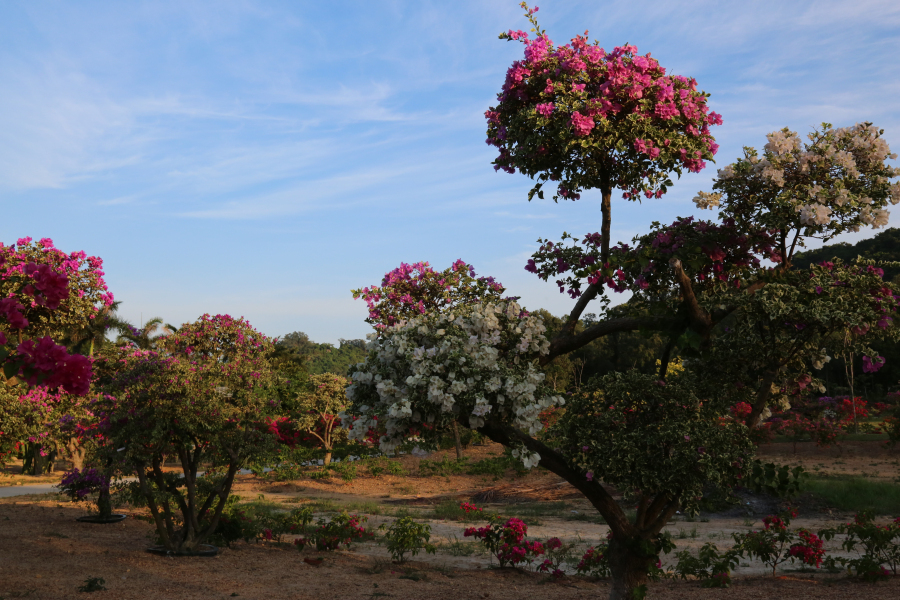 万宁三角梅主题公园 漫步花海之中