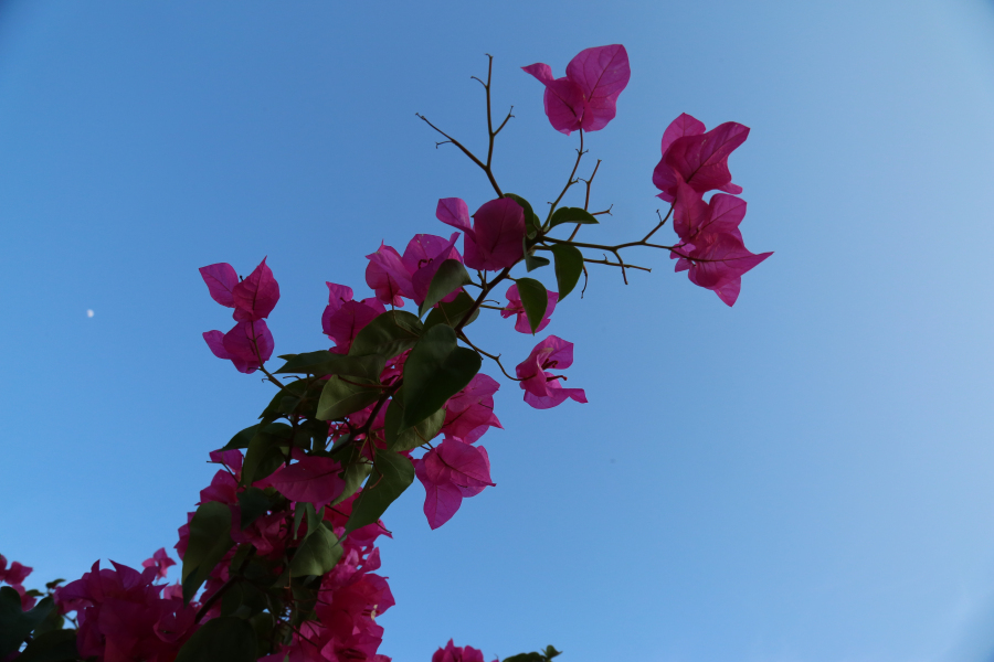 万宁三角梅主题公园 漫步花海之中