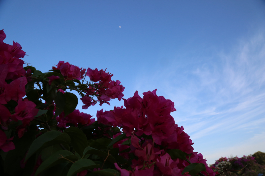 万宁三角梅主题公园 漫步花海之中