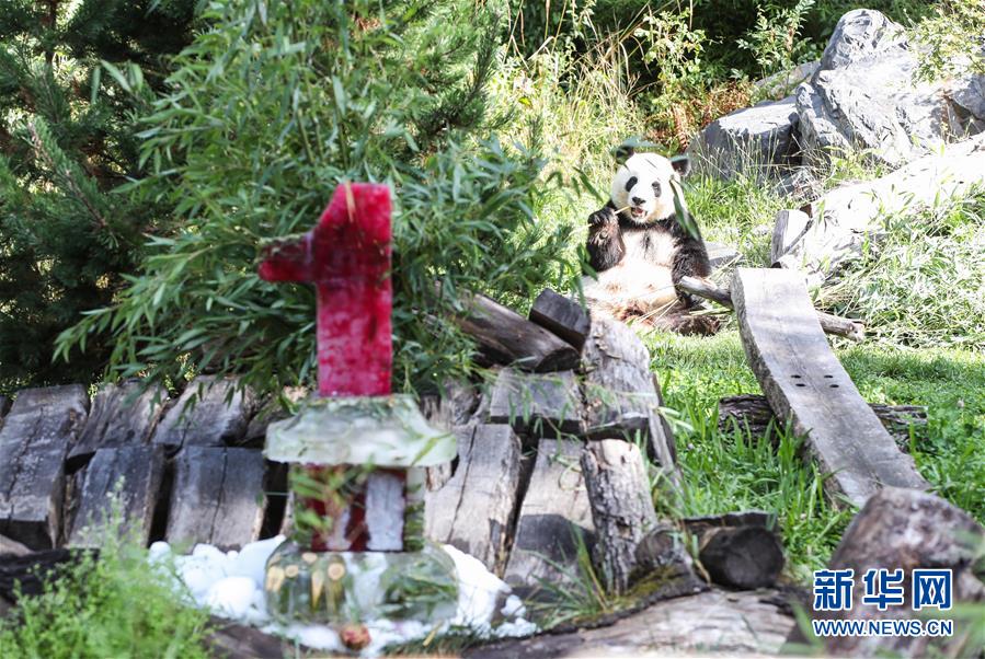 （国际）（3）德国柏林动物园为大熊猫双胞胎庆生