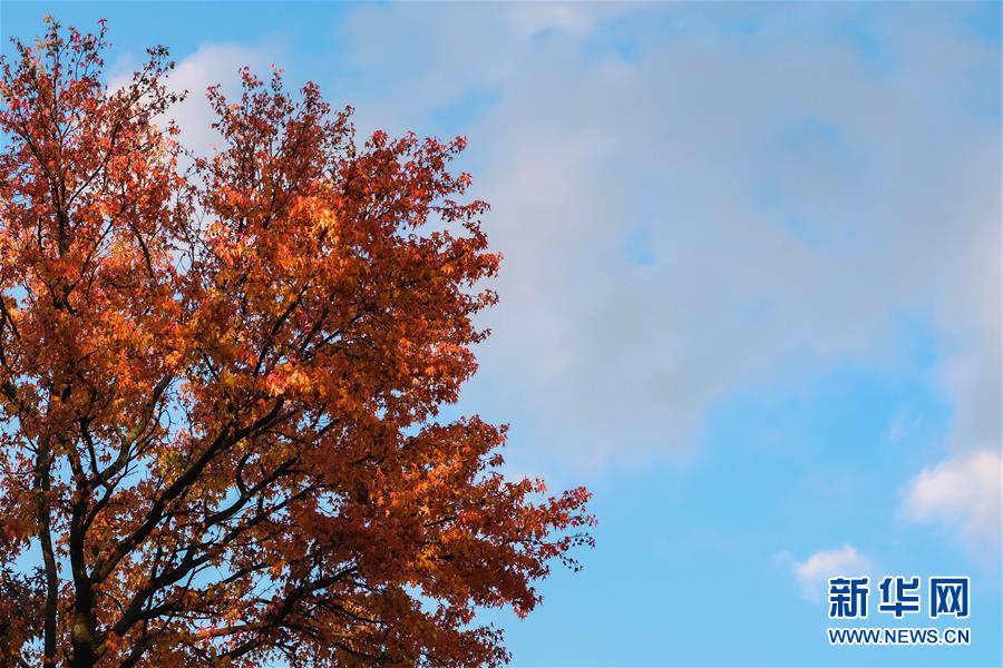 （国际）（9）布鲁塞尔秋日之美