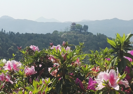 德化：唐寨山森林公园杜鹃花艳引游人