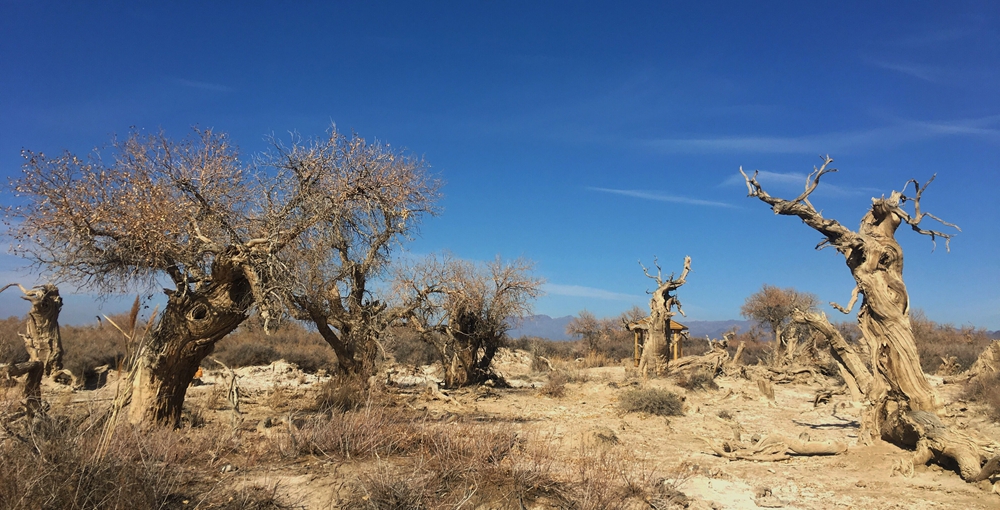 冬日的胡杨林