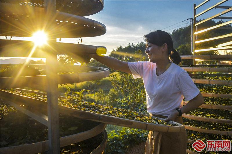 晒青（温欣孝 摄）.jpg