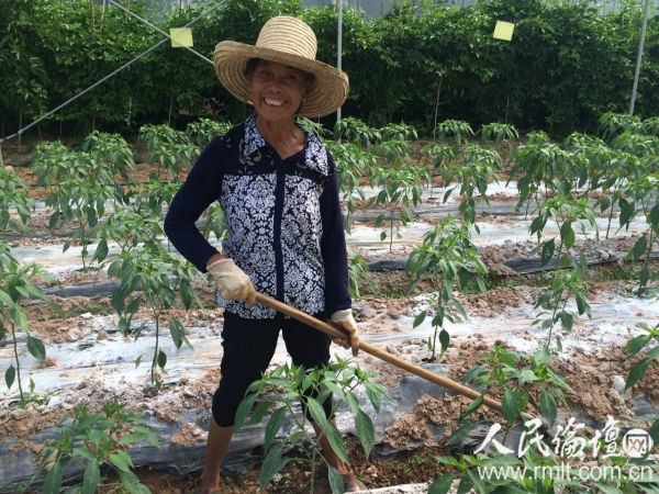 在蔬菜大棚劳作的村民李考风