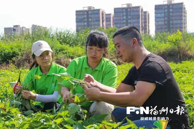 长乐区前董村：一位“80后”将小番薯做成大产业