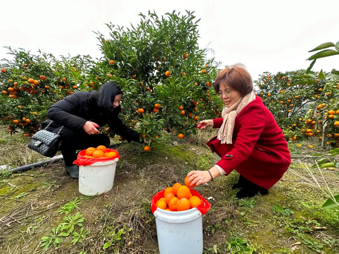 黄了枝头、甜上心头！长乐这里的沃柑熟啦→