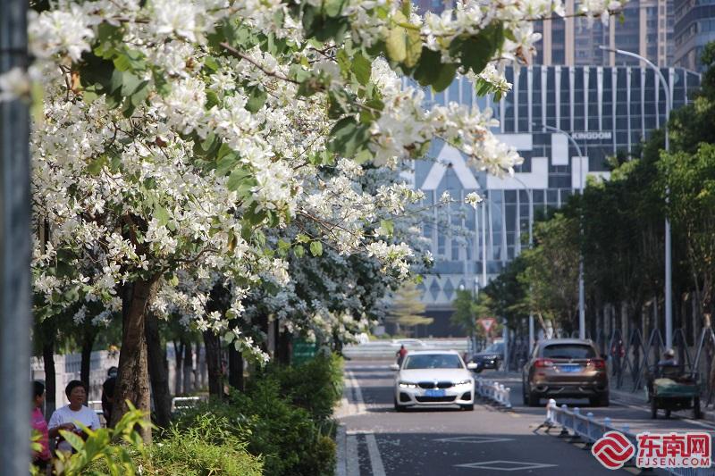 晋安区茶香路宫粉紫荆花成街头一景  东南网记者 卢金福  摄 .JPG