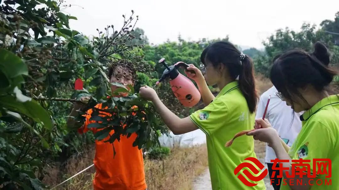 龙眼节4.jpg