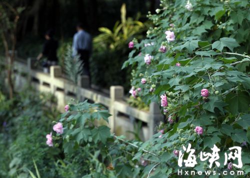 木芙蓉花色有白、粉、紫三种，很是可人 