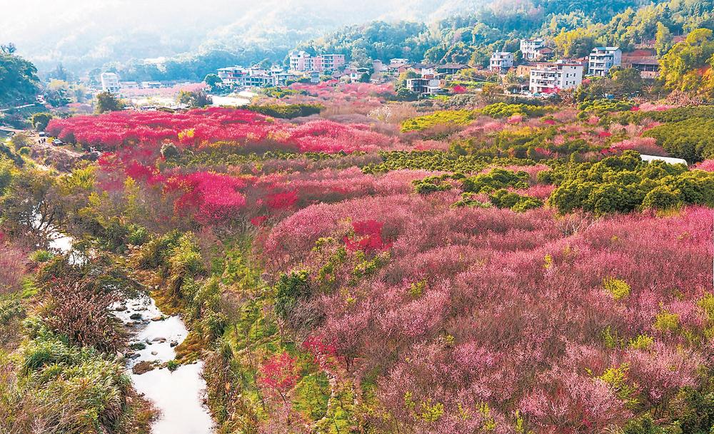 闽侯古响自然村梅花盛开 进入最佳观赏期