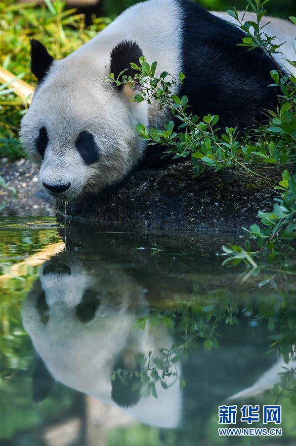 （国际）（1）维也纳：大熊猫“阳阳”的幸福生活