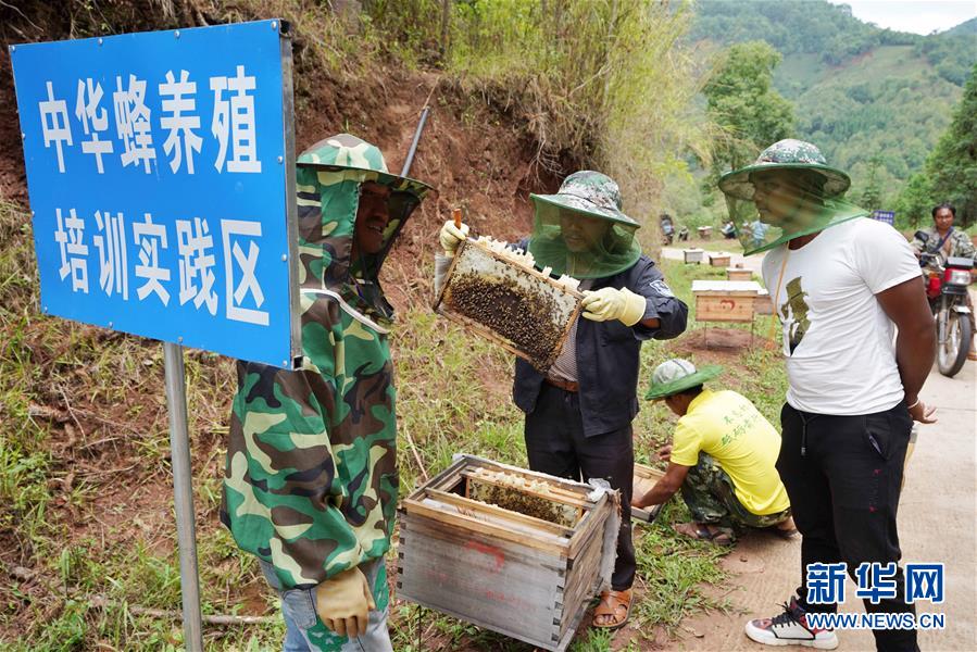 （直过民族脱贫攻坚·图文互动）（1）追逐甜蜜的拉祜人生活蝶变