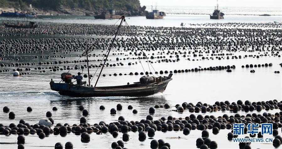 （经济）（1）辽宁长海：海洋牧场收获忙