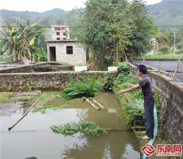 钦州市浦北县垌口村村民给育苗投喂象草.jpg