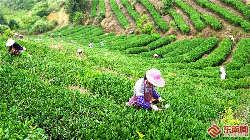 茶农采摘美人茶（温欣孝 摄）.jpg