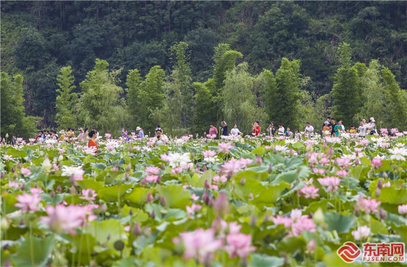 7月6日，荷花池引数千游客。董观生摄.jpg