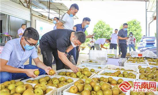 客商在建宁县绿源果业有限公司考察果品 饶丽英 摄.jpg