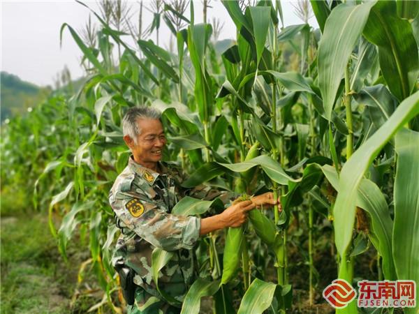 洪田镇上石村农户玉米地喜获丰收（俞春梅 摄）.jpg