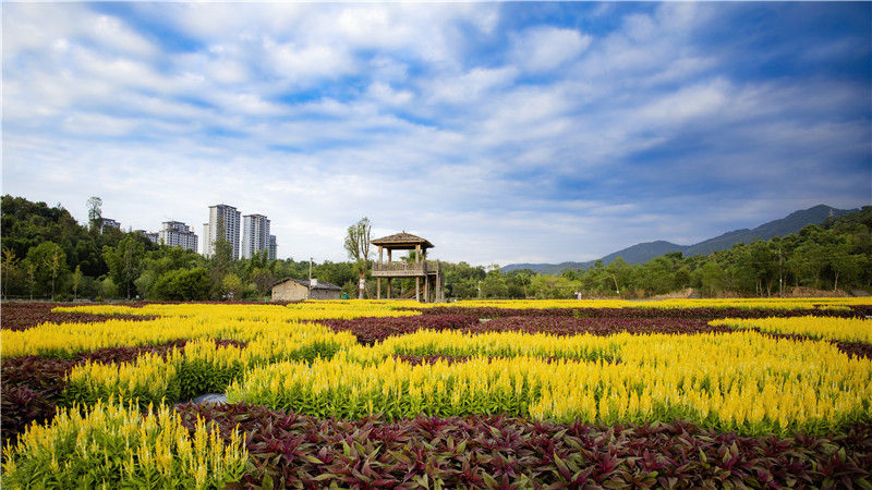 湿地公园花海。（陈光铨 摄）.jpg