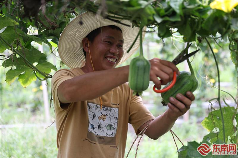 种植户张招显在采摘苹果丝瓜 陈凯 摄.jpg