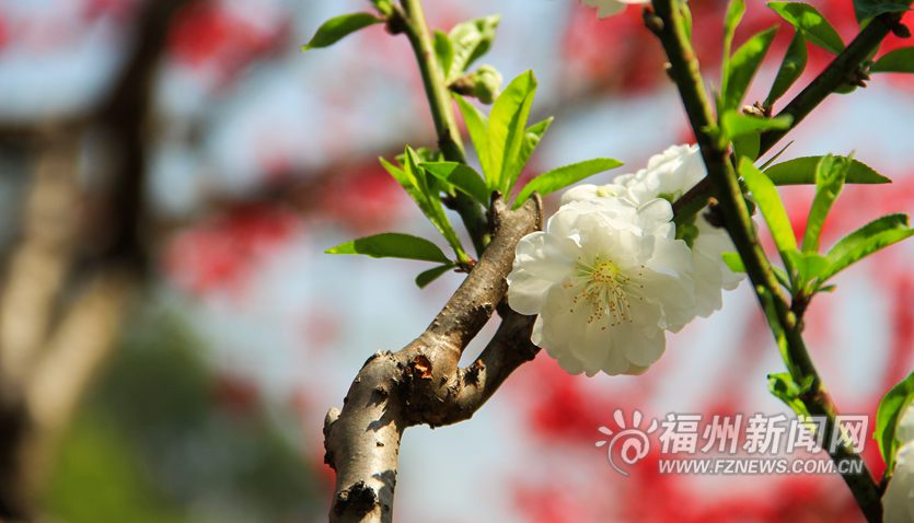 春风十里相迎　西湖桃花盛开醉游人