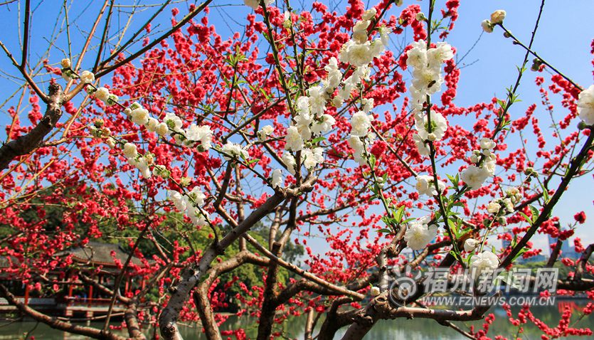 春风十里相迎　西湖桃花盛开醉游人